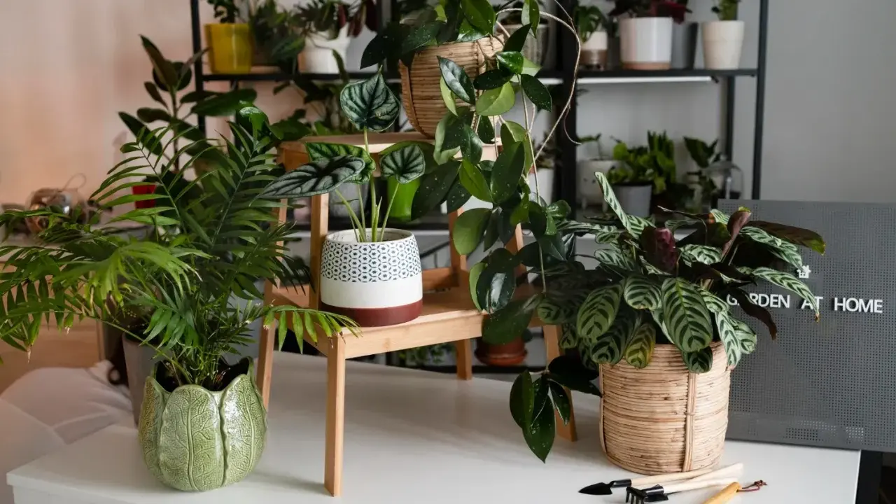 Un coin verdoyant avec plusieurs plantes d'intérieur, dont une plante feng shui, créant une atmosphère paisible.