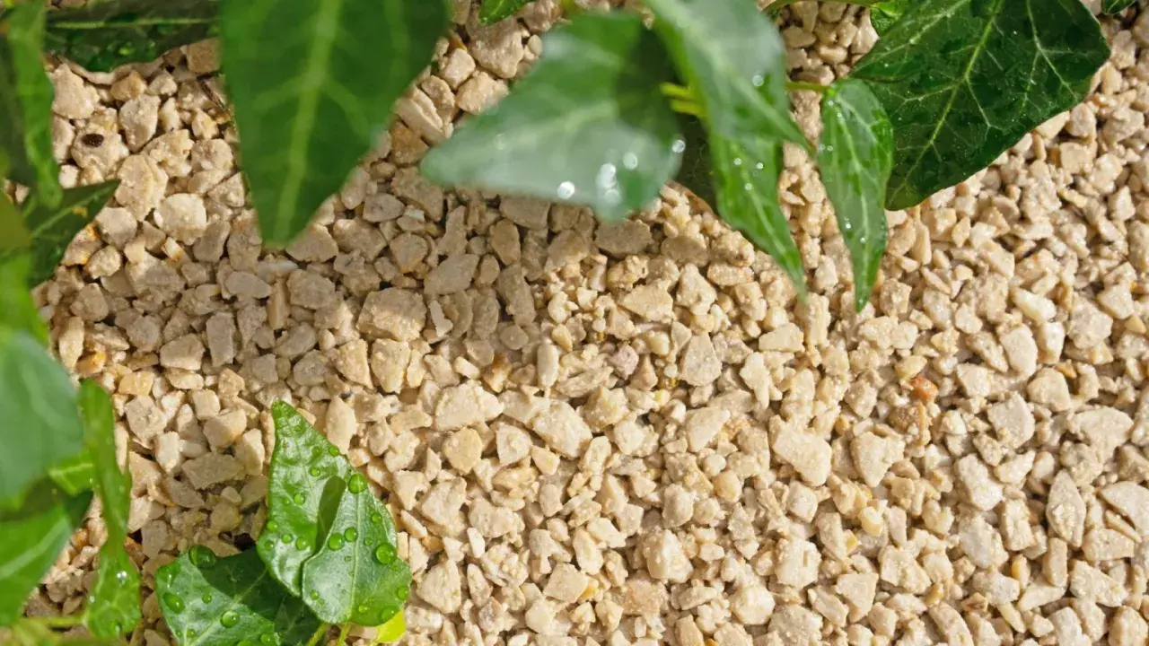 Feuilles vertes et humides d'une plante grimpante sur un sol écologique composé de petits graviers clairs.