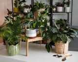 Un coin verdoyant avec plusieurs plantes d'intérieur, dont une plante feng shui, créant une atmosphère paisible.