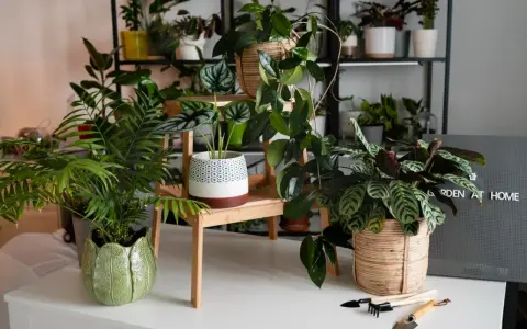 Un coin verdoyant avec plusieurs plantes d'intérieur, dont une plante feng shui, créant une atmosphère paisible.