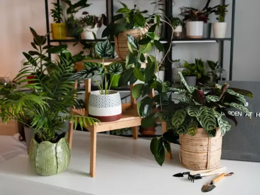 Un coin verdoyant avec plusieurs plantes d'intérieur, dont une plante feng shui, créant une atmosphère paisible.
