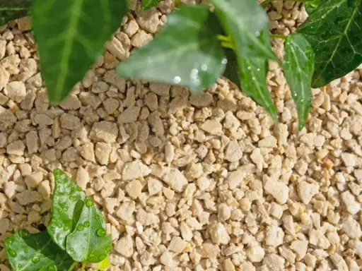 Feuilles vertes et humides d'une plante grimpante sur un sol écologique composé de petits graviers clairs.